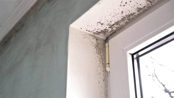 Best Commercial Mold Remediation in Crossville, AL