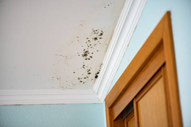 Best Emergency Mold Remediation in Crossville, AL