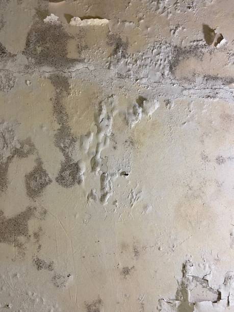 Best Kitchen Mold Remediation in Crossville, AL