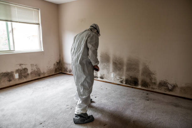 Best Basement Mold Remediation in Crossville, AL