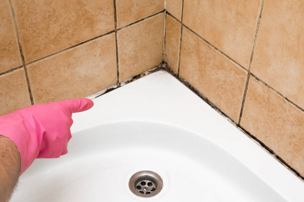 Best Residential Mold Remediation in Crossville, AL